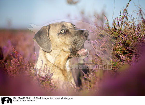 Cane Corso Portrait / Cane Corso Portrait / MW-13520