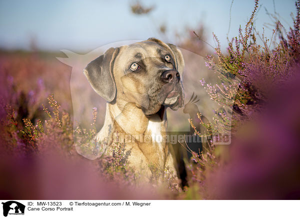 Cane Corso Portrait / Cane Corso Portrait / MW-13523