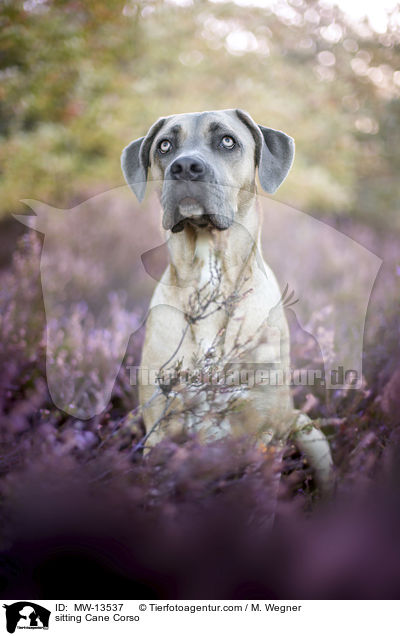 sitzender Cane Corso / sitting Cane Corso / MW-13537