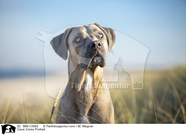 Cane Corso Portrait / Cane Corso Portrait / MW-13562