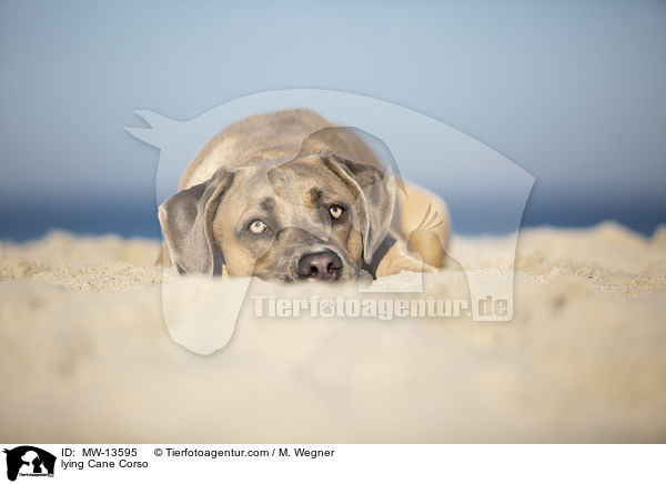 liegender Cane Corso / lying Cane Corso / MW-13595