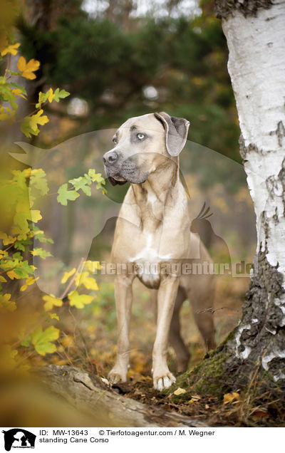 stehender Cane Corso / standing Cane Corso / MW-13643