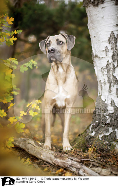 stehender Cane Corso / standing Cane Corso / MW-13645