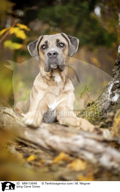 liegender Cane Corso / lying Cane Corso / MW-13646