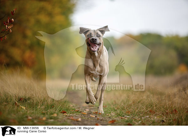 rennender Cane Corso / running Cane Corso / MW-13656