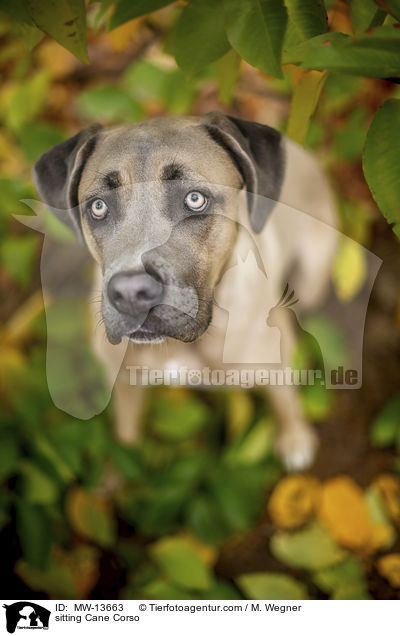 sitzender Cane Corso / sitting Cane Corso / MW-13663