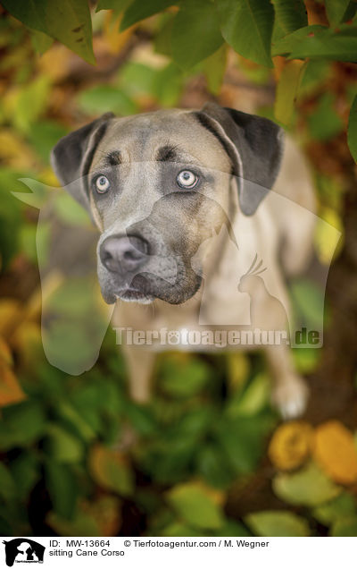 sitzender Cane Corso / sitting Cane Corso / MW-13664