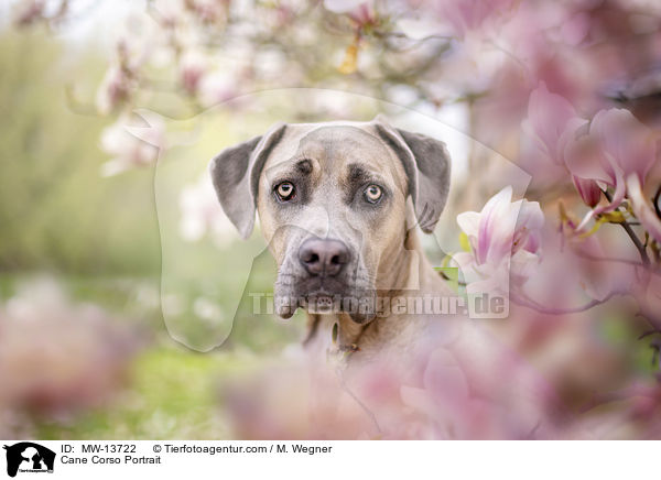 Cane Corso Portrait / Cane Corso Portrait / MW-13722