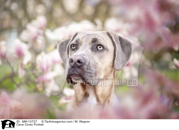 Cane Corso Portrait / Cane Corso Portrait / MW-13727