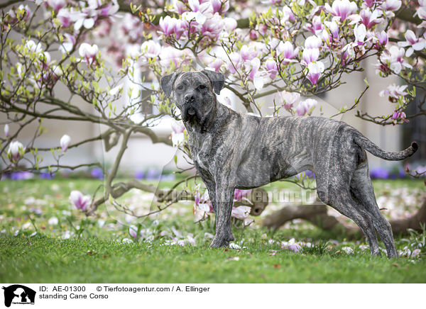 stehender Cane Corso / standing Cane Corso / AE-01300