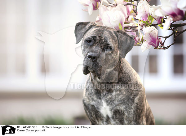 Cane Corso Portrait / Cane Corso portrait / AE-01308