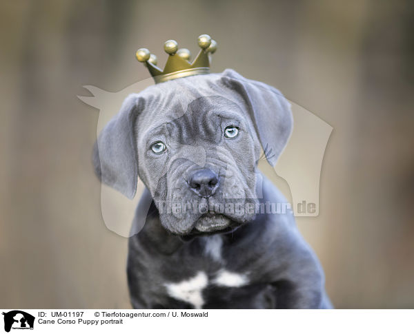 Cane Corso Welpe Portrait / Cane Corso Puppy portrait / UM-01197