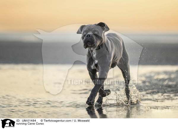 rennender Cane Corso / running Cane Corso / UM-01484