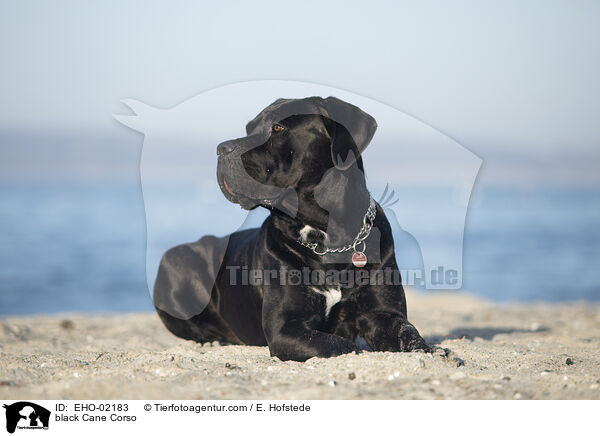 schwarzer Cane Corso / black Cane Corso / EHO-02183