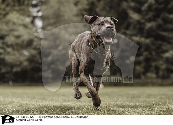 rennender Cane Corso / running Cane Corso / LB-02123