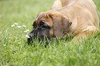 Cane Corso Puppy