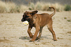 young Cane Corso