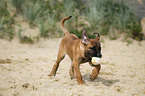 young Cane Corso