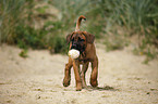 young Cane Corso