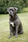 sitting Cane Corso