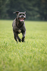 running Cane Corso