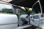 Cane Corso in car