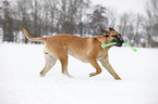 playing Cane Corso