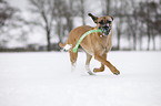 playing Cane Corso