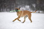 playing Cane Corso