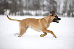 running Cane Corso