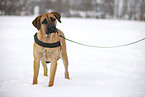 standing Cane Corso