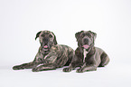 2 Cane Corso