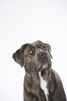 Cane Corso Portrait