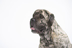 Cane Corso Portrait