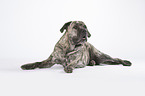 lying Cane Corso