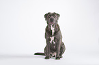 sitting Cane Corso