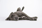 lying Cane Corso