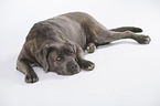 lying Cane Corso