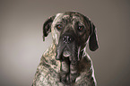 Cane Corso Portrait