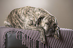 sleeping Cane Corso