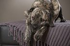 lying Cane Corso