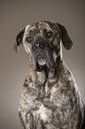 Cane Corso Portrait