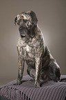 sitting Cane Corso