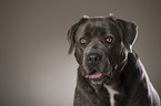 Cane Corso Portrait