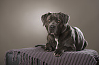 lying Cane Corso