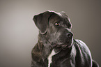 Cane Corso Portrait