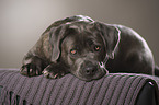 lying Cane Corso