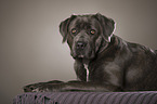 lying Cane Corso