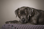 lying Cane Corso