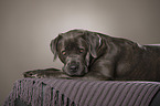 lying Cane Corso